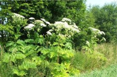 Bildbeschreibung: Herkulesstaude in Blüte / Bildnachweis: VG Bodenheim